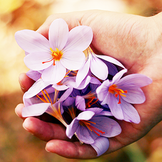 Harum Quidem Rerum Facilis Est Expedita